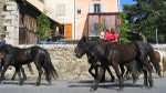 Pferde Zucht an Dorres
